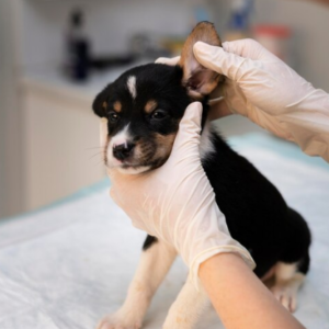 Anestesiologia de Pequenos Animais