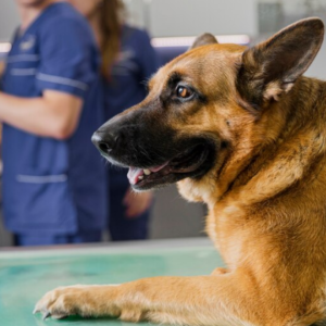 Resgate Técnico, Socorrismo e Salvamento Animal em Ambiente Urbano e em Desastres